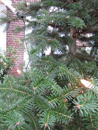  picture  Koreaanse_spar |Abies_koreana