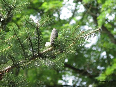  picture  Koreaanse_spar |Abies_koreana