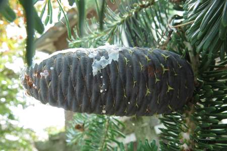  picture  Koreaanse_spar |Abies_koreana