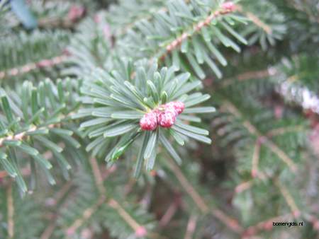  picture  Koreaanse_spar |Abies_koreana