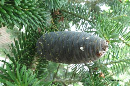  picture  Koreaanse_spar |Abies_koreana