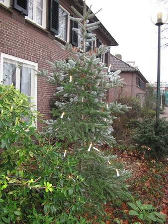  picture  Koreaanse_spar |Abies_koreana