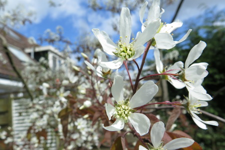  picture  Krentenboompje |Amelanchier_lamarckii