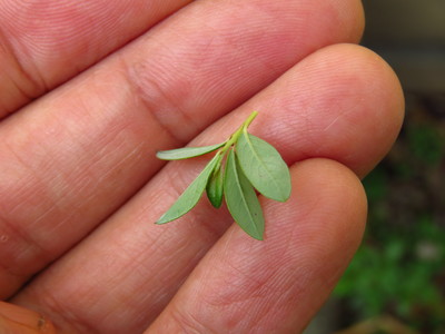  picture  Kruipwilg |Salix_repens