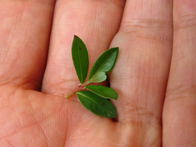  picture  Kruipwilg |Salix_repens