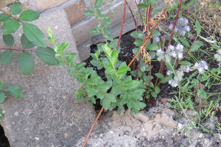  picture  Kruipwilg |Salix_repens