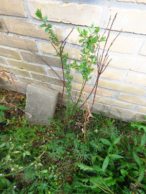  picture  Kruipwilg |Salix_repens