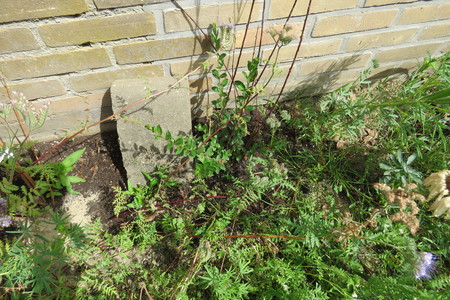  picture  Kruipwilg |Salix_repens