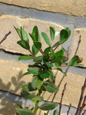  picture  Kruipwilg |Salix_repens