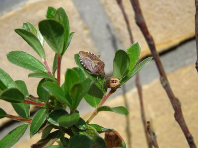  picture  Kruipwilg |Salix_repens