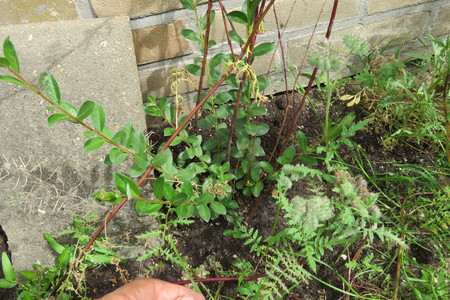  picture  Kruipwilg |Salix_repens