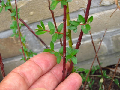  picture  Kruipwilg |Salix_repens