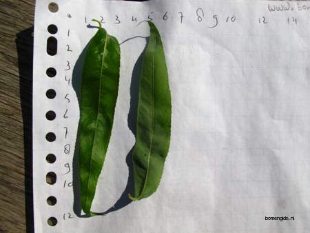  picture  Krulwilg_pekingwilg |Salix_babylonica_Tortuosa