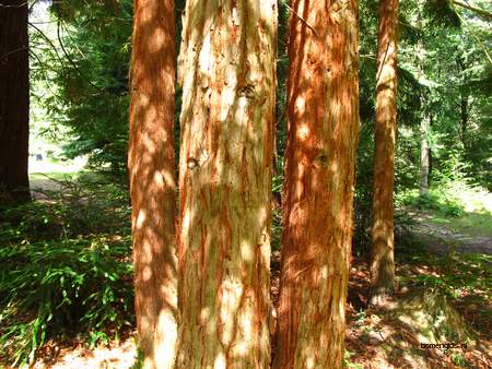  picture  Kustsequoia |Sequoia_sempervirens