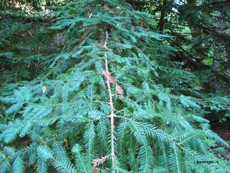  picture  Kustsequoia |Sequoia_sempervirens