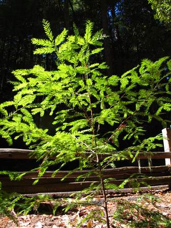  picture  Kustsequoia |Sequoia_sempervirens