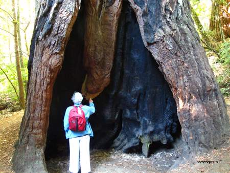  picture  Kustsequoia |Sequoia_sempervirens
