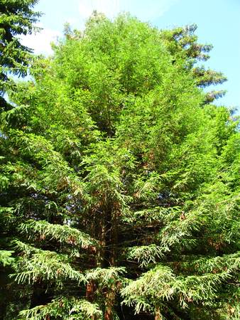  picture  Kustsequoia |Sequoia_sempervirens