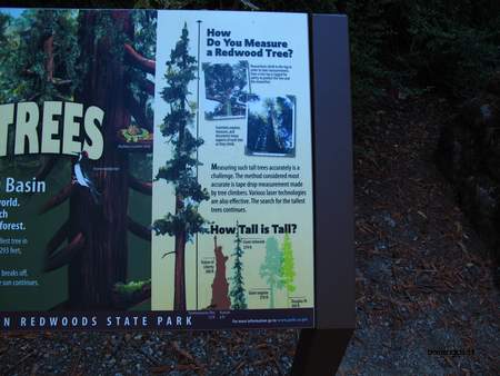  picture  Kustsequoia |Sequoia_sempervirens