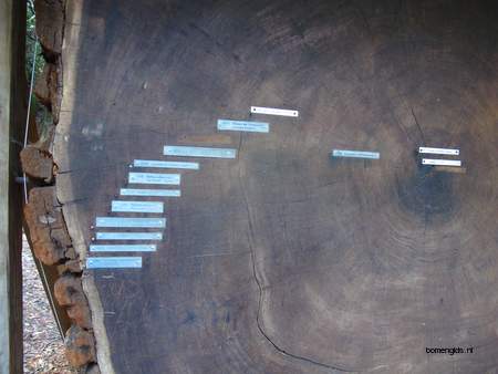  picture  Kustsequoia |Sequoia_sempervirens