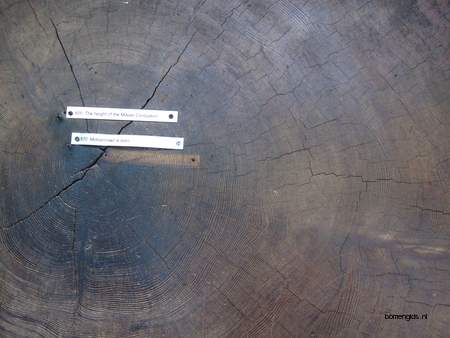  picture  Kustsequoia |Sequoia_sempervirens