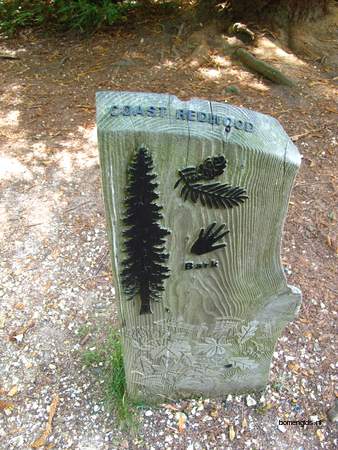  picture  Kustsequoia |Sequoia_sempervirens