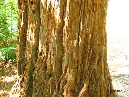  picture  Kustsequoia |Sequoia_sempervirens