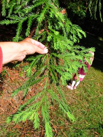  picture  Kustsequoia |Sequoia_sempervirens