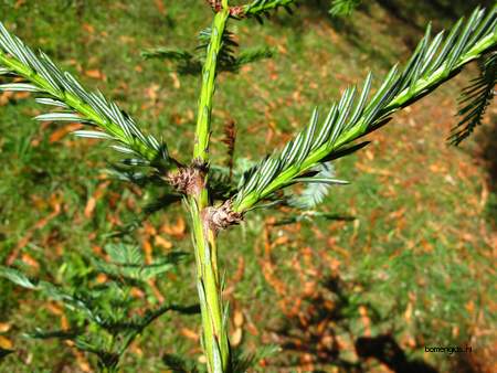  picture  Kustsequoia |Sequoia_sempervirens