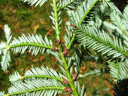  picture  Kustsequoia |Sequoia_sempervirens