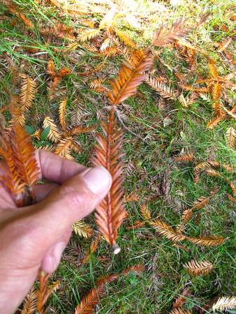  picture  Kustsequoia |Sequoia_sempervirens