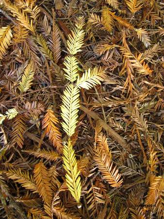  picture  Kustsequoia |Sequoia_sempervirens