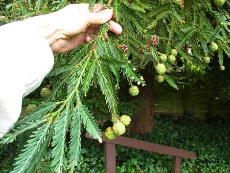  picture  Kustsequoia |Sequoia_sempervirens