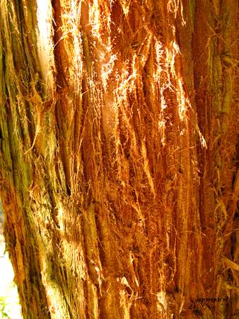  picture  Kustsequoia |Sequoia_sempervirens