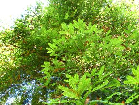  picture  Kustsequoia |Sequoia_sempervirens