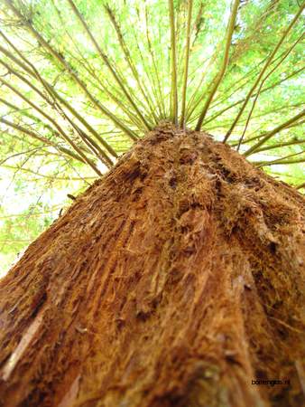  picture  Kustsequoia |Sequoia_sempervirens