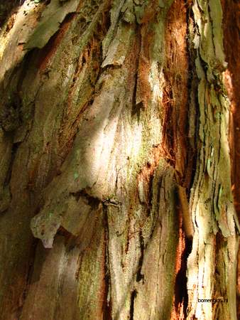  picture  Kustsequoia |Sequoia_sempervirens