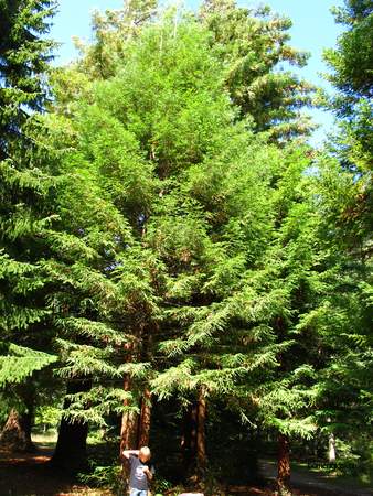  picture  Kustsequoia |Sequoia_sempervirens
