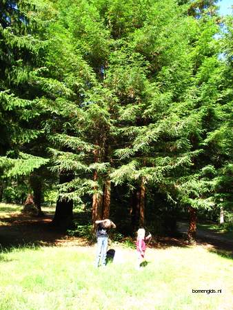  picture  Kustsequoia |Sequoia_sempervirens