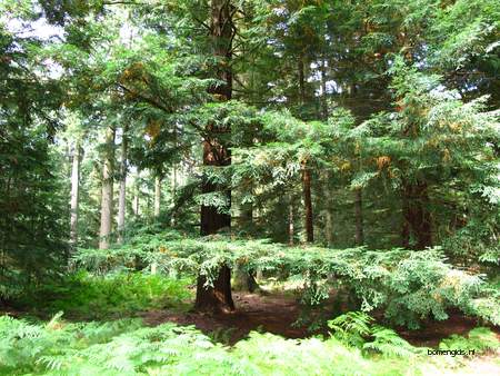  picture  Kustsequoia |Sequoia_sempervirens