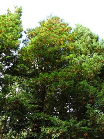  picture  Kustsequoia |Sequoia_sempervirens