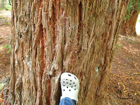  picture  Kustsequoia |Sequoia_sempervirens