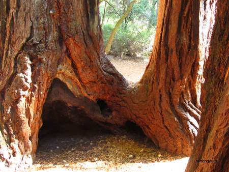  picture  Kustsequoia |Sequoia_sempervirens