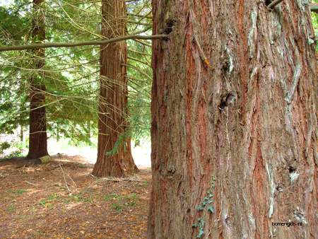 picture  Kustsequoia |Sequoia_sempervirens