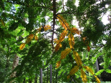  picture  Kustsequoia |Sequoia_sempervirens