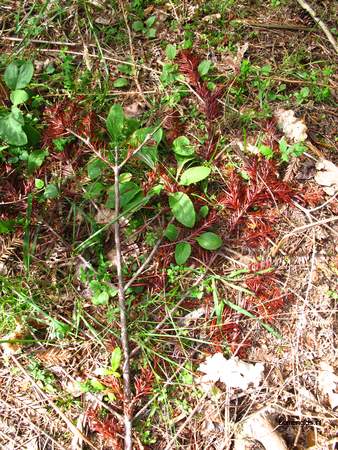  picture  Kustsequoia |Sequoia_sempervirens