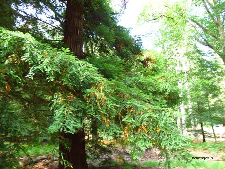  picture  Kustsequoia |Sequoia_sempervirens