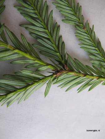  picture  Kustsequoia |Sequoia_sempervirens