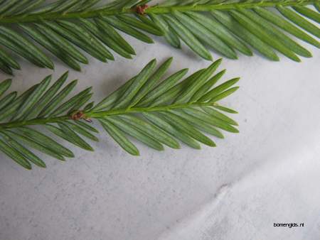  picture  Kustsequoia |Sequoia_sempervirens