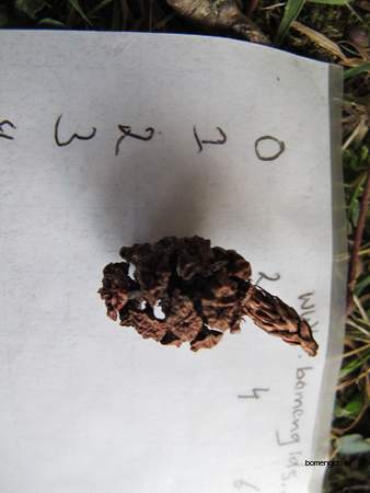  picture  Kustsequoia |Sequoia_sempervirens